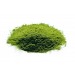 Wheatgrass